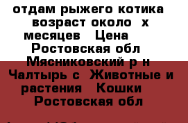 отдам рыжего котика .возраст около 3х месяцев › Цена ­ 1 - Ростовская обл., Мясниковский р-н, Чалтырь с. Животные и растения » Кошки   . Ростовская обл.